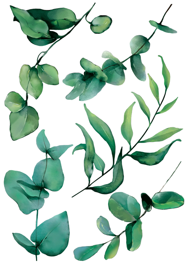 Fancy Eucalyptus